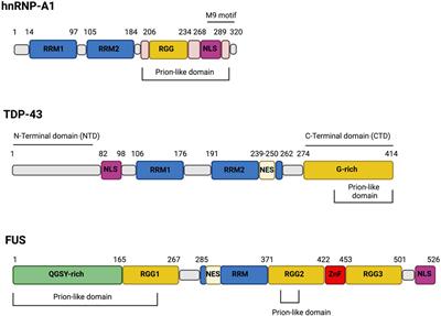 Post-Translational Modifications Modulate Proteinopathies of TDP-43, FUS and hnRNP-A/B in Amyotrophic Lateral Sclerosis